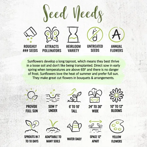 Vista 7 de Seed Needs - Semillas de girasol para plantar Mammoth Grey Stripe - Paquete a granel de 1.5 onzas