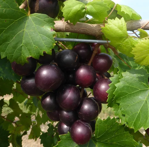 Vista 4 de 1230-Scuppernong Red Tame (Vitis rotundifolia) Semillas de Robsrareandgiantseeds UPC0764425789130 Sin OMG, orgánicas, plantas históricas, muscadine