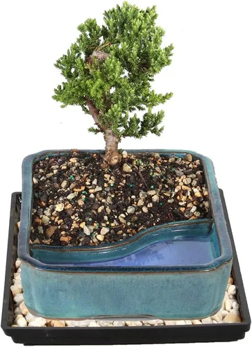 Vista 2 de Brussel's Bonsai Árbol Bonsái de Enebro Verde Vivo - Mediano, 5 Años, 6 a 10 Pulgadas - Árbol Bonsái para Exteriores Vivo con Maceta de Agua