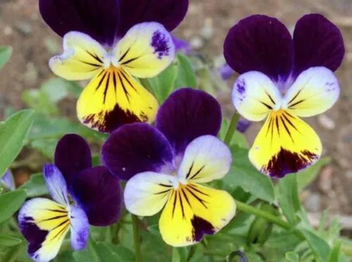 Vista 3 de 500 semillas de flores de viola Johnny Jump UP Helen Mount Tricolor Flower