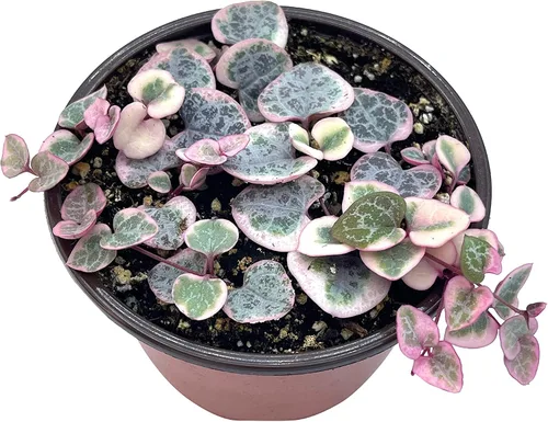 Vista 9 de Suculenta viva de 4 pulgadas "Baby Toes Fenestraria Rhopalophylla, plantas suculentas vivas completamente enraizadas, planta