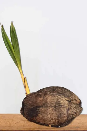 Vista 2 de Árbol de coco, amarillo (excluye Ca), 36 pulgadas