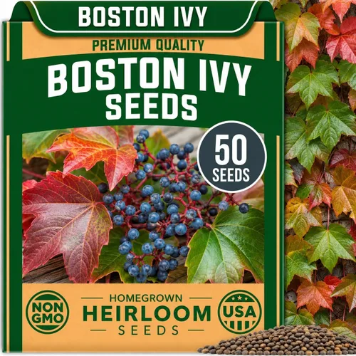Vista 21 de CZ Grain Semillas para plantar, 40 pequeñas mezclas de calabaza