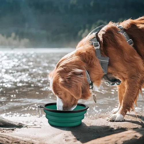 Vista 35 de COOYOO Cuenco plegable para perros, paquete de 2 cuencos plegables para agua para perros y gatos, plato portátil para alimentación de mascotas