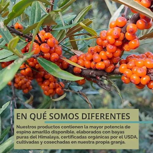 Vista 6 de SeabuckWonders Omega-7 completo, fabricado con aceite de espino amarillo orgánico, 30 cápsulas blandas (500 mg cada uno) Suministro para 15 días