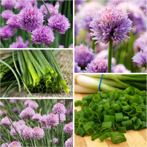 Vista 6 de Seed Needs Semillas de cebollino para plantar cebollino común, semillas de hierbas sin OMG y sin tratar para plantar un jardín de hierbas culinarias