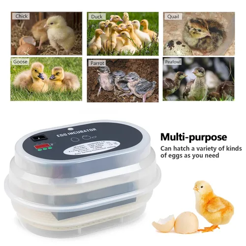 Vista 3 de HBlife Incubadora digital de huevos para incubar 9-12 huevos de pollo, codorniz y pato, con giro de huevos completamente automático y pantalla