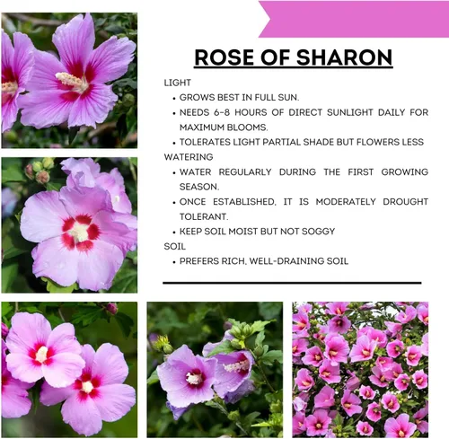 Vista 2 de Althea Rose of Sharon Bush - Plantas vivas en maceta, planta de hibisco viva, rosa fragante de planta Sharon, de 6 a 13 pulgadas de alto (rosa)