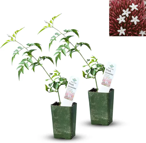 Vista 9 de Plantas de aloe coral (Aloe striata) - Suculenta viva con llamativos bordes rosados y hojas lisas y planas para jardinería en interiores