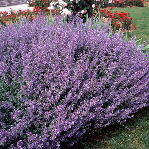 Vista 7 de Outsidepride Nepeta Mussinii - Semillas de hierba gatera – 1000 semillas perennes, tolerantes al calor y la sequía para plantar flores azules