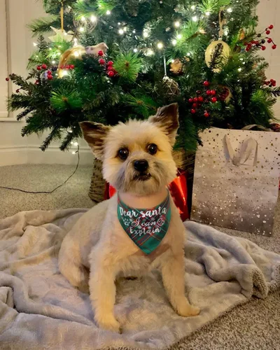 Vista 7 de Pañuelos navideños para perro, paquete de 6 bandanas para Halloween, otoño, Acción de Gracias, Navidad, para perro, decoraciones de disfraz