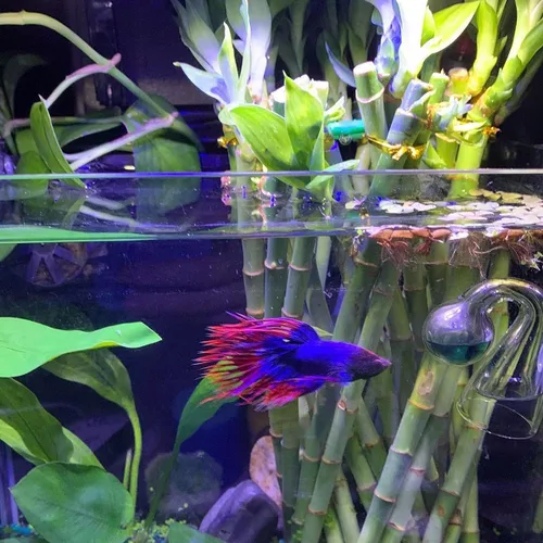Vista 6 de ny CO2 Drop Glass Checker Acuario Fish Tank Monitor Indicador CO2 para acuarios de peceras plantadas
