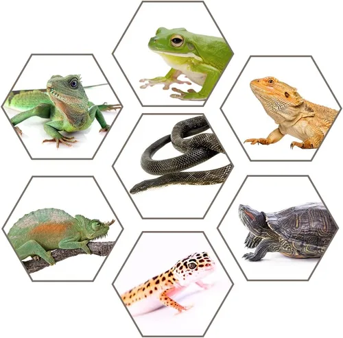 Vista 7 de Hamiledyi Caja de alimentación de reptiles, caja de cría de serpientes, jaula de hábitat de animales transparente, contenedor de transporte