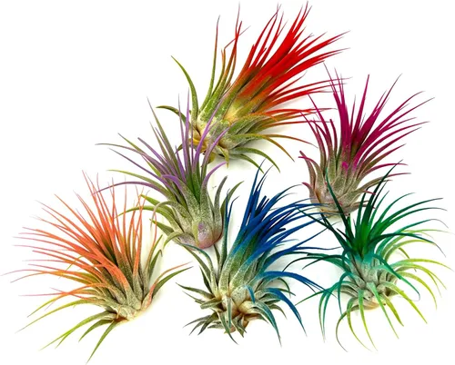 Vista 5 de ragnaroc Plantas de aire Tillandsia Ionantha, Regular 2-3 pulgadas - 1 unidad - Color orgánico mejorado - Llegada en vivo garantizada - Plantas
