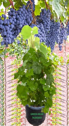 Vista 2 de Green Bear Gardens Mars - Arbusto de vid de uva sin semillas, planta de fruta viva para plantar, uvas azules buenas en áreas cálidas de verano