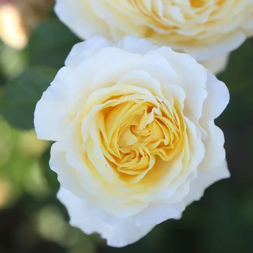 Vista 4 de Rosas de té híbridas de reliquia, planta de raíz propia viva para jardín al aire libre, Moonlight Romantica®, muy fragantes, zonas de rusticidad