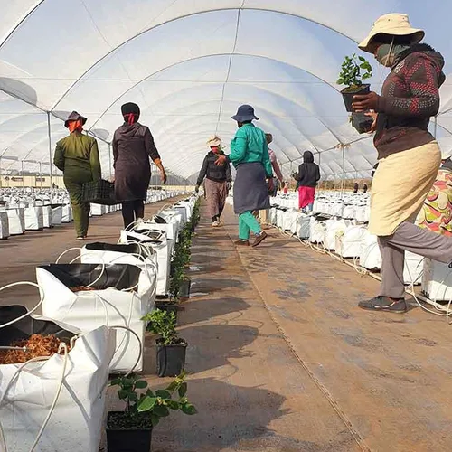Vista 6 de Bolsa de cultivo de polietileno de 1 galón, bolsa de cultivo de 50 unidades, película de panda, blanco y negro