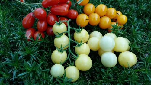 Vista 4 de Semillas Italiano Hielo Cherry Tomate Blanco Indeterminado No GMO