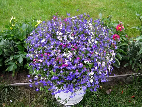 Vista 6 de Semillas Lobelia Mix Flores anuales para plantar sin OMG