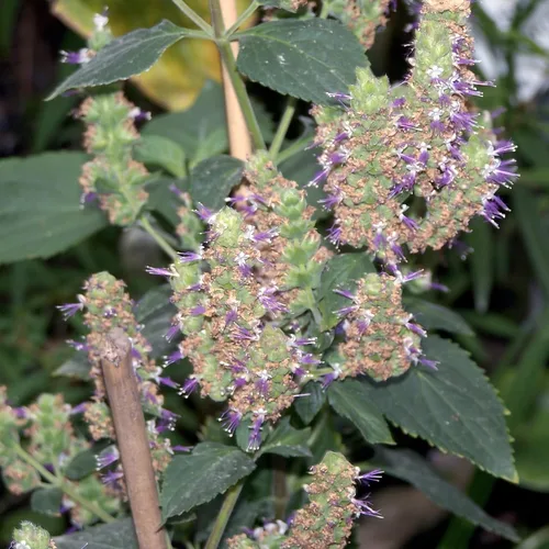 Vista 4 de Palm Beach Medicinal Herbs - Pachulí (Pogostemon cablin) - Paquete de 30 Semillas