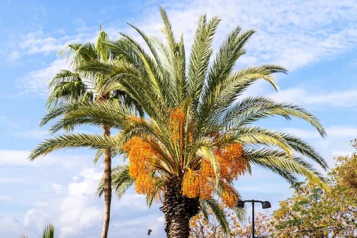 Vista 7 de 10 semillas comestibles de plantas de interior de árbol frutal de Coco Palm Jalea de Palma Pindo Butia Capitata