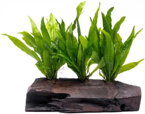 Vista 5 de SubstrateSource Plantas de acuario vivas en madera de balsa, roca de lava, alfombra de musgo - Plantas de acuario de agua dulce