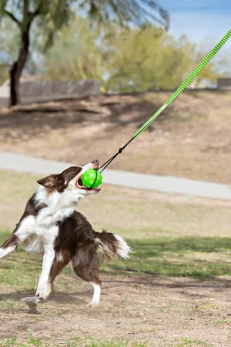 Vista 2 de Jolly Pets Tree Tugger Para Perro, Verde