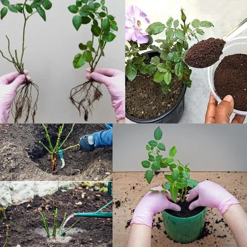 Vista 7 de Rosas trepadoras aleatorias para jardín, plantas de rosas fragantes y resistentes para plantar al aire libre, sin maceta, planta de inicio de 5 a 9