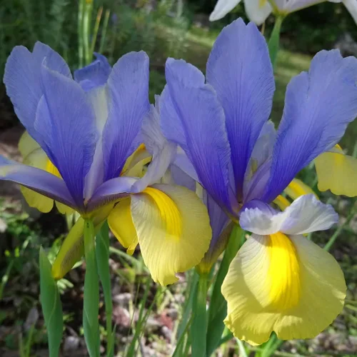Vista 5 de Votaniki Montecito & Miss Saigon Iris Mix Bulbos – Iris holandés perenne, flores fragantes Floración de primavera 15 bombillas Montecito y 15