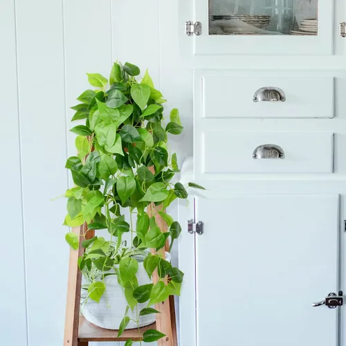 Vista 6 de LOYWREE Plantas Artificiales de 35.4 Pulgadas en Maceta Negra Plantas Colgantes Falsas Realistas en Maceta con Hiedra Artificial y Pothos - Ideal
