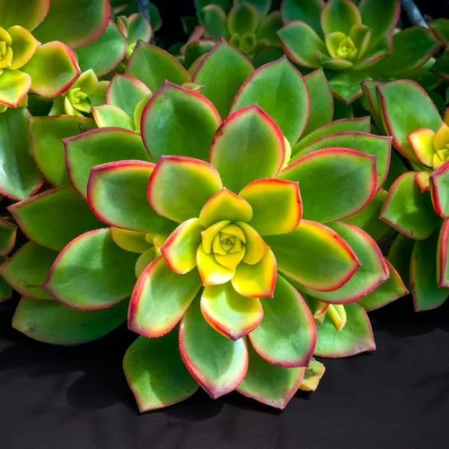 Vista 3 de Green Aeonium - Planta viva suculenta en maceta de 4 pulgadas, planta viva suculenta de roseta para cultivo en interiores y exteriores
