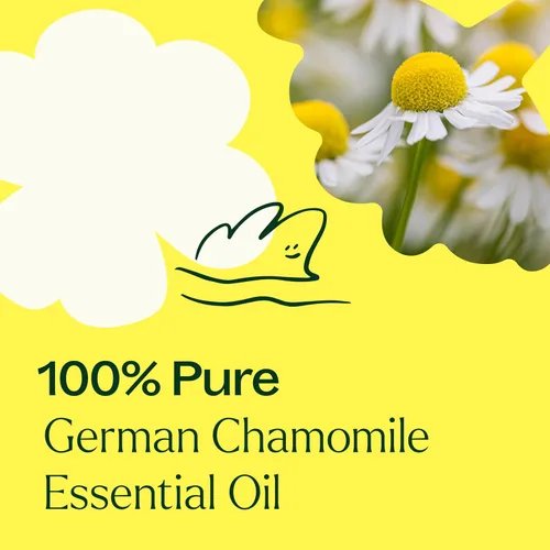 Vista 5 de Plant Therapy Aceite esencial de manzanilla alemana 0.2 fl oz (1/6 oz), 100% puro, sin diluir, para pieles sensibles, relajación y aromaterapia