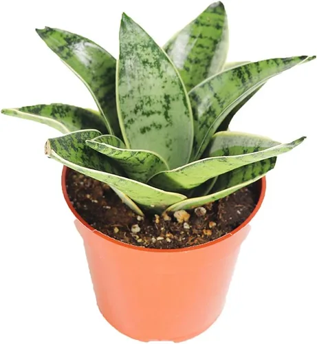 Vista 7 de Sansevieria Bentel's Sensation - 4" de California Tropicals