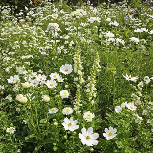 Vista 57 de Ferry Morse Mezcla para Todo Propósito Sol-Sombra a Granel Semillas de Flores Silvestres, 1 lb