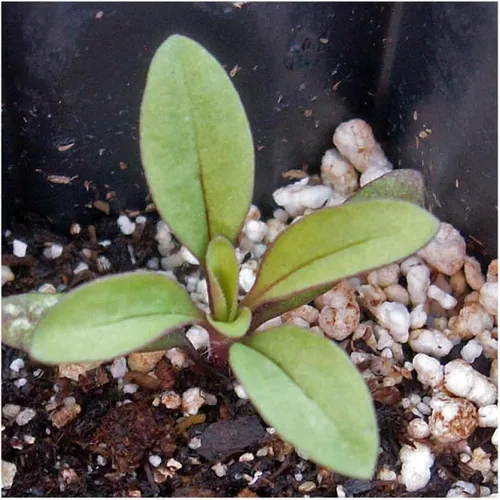 Vista 3 de Everwilde Farms - Semillas de flores silvestres Soapwort de 1 onza - Gold Vault
