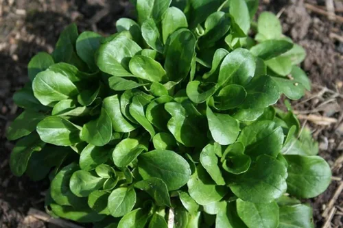 Vista 3 de Semillas de ensalada de maíz Aka, Mache,Lechuga de cordero, ensalada de campo, (Valerianella Locusta) (1/4 lb)