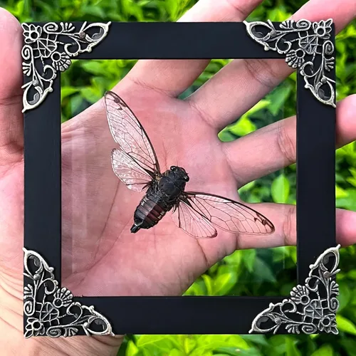 Vista 18 de 2 Real Dragonfly Specimens Shadow Box Framed Insect Display Oddities Curiosities Entomology Collection Natural History Wall Decor Gift for Nature