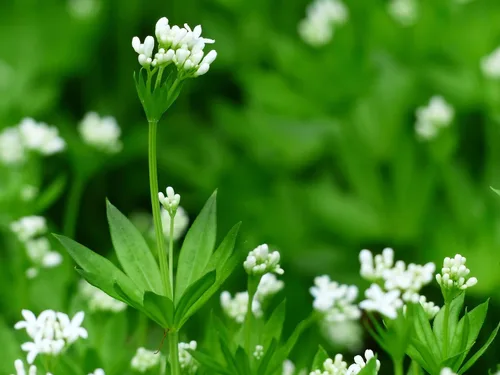 Vista 6 de Hierba dulce de Woodruff - Seco, cortado, natural Galium Odoratum - Peso neto: 1 oz/28 g