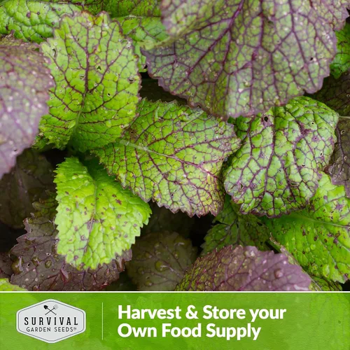 Vista 5 de Semillas gigantes de color verde mostaza roja para plantar, hojas de borgoña picantes sin OMG para jardines de otoño y primavera, variedad culinaria