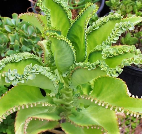 Vista 3 de Cozy Garden / 3 Madre de miles/tamaño mediano/planta viva/raíz desnuda