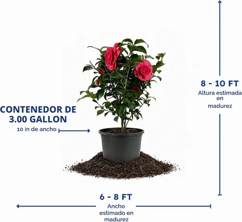 Vista 4 de Camelia, arbusto floreciente de hoja perenne viva, 3 galones