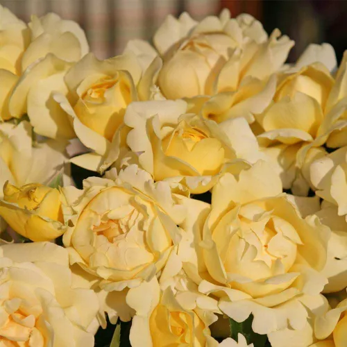 Vista 9 de Rosas de té híbridas de reliquia, planta de raíz propia, Eleganza® Winter Sun Sol de invierno Eleganza