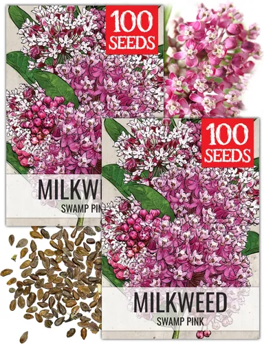 Vista 16 de Seed Needs Semillas de algodoncillo de mariposa naranja para mariposas monarca, 1 paquete