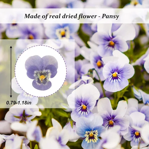 Vista 2 de Flores secas moradas para resina, 60 flores naturales de resina, para joyería, velas, tarjetas, jabón, álbumes de recortes, manualidades, decoración