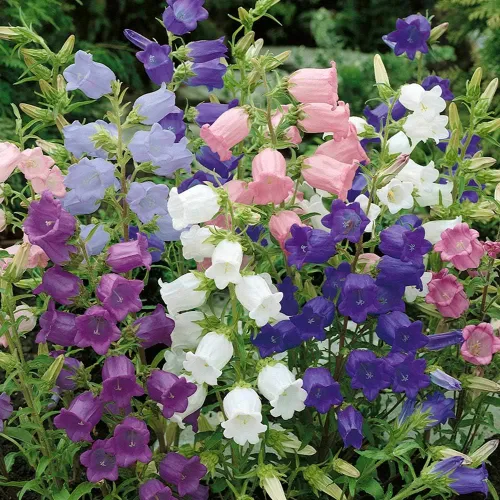 Vista 5 de Semillas Canterbury Bells Doble Mezcla Flores Bienales