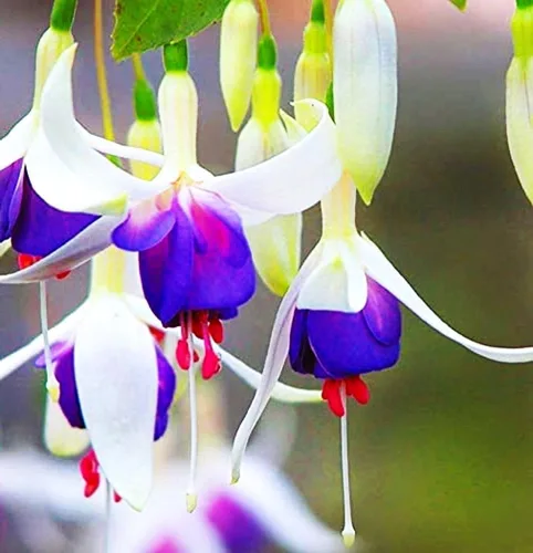 Vista 2 de Semillas mixtas de flores fucsias perennes caseras bonsái 100 piezas semillas