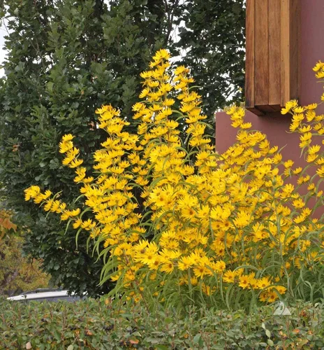 Vista 3 de TomorrowSeeds - Maximilian Semillas de girasol - Más de 1000 unidades - para plantar pradera 2026, girasol perenne, resistente a la sequía