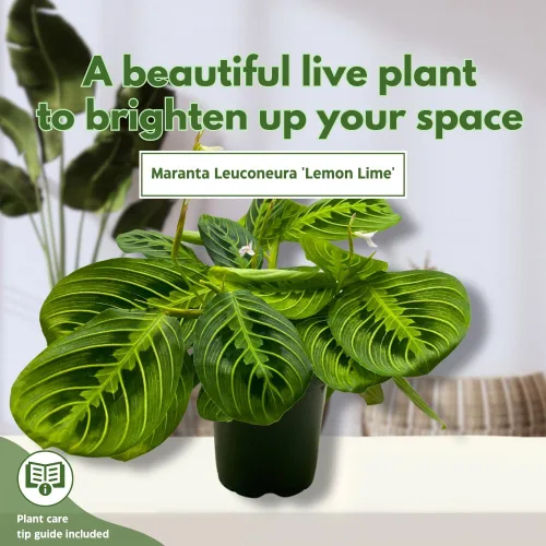Vista 3 de BubbleBlooms Planta de oración de limón y lima Maranta leuconeura en maceta de 4 pulgadas
