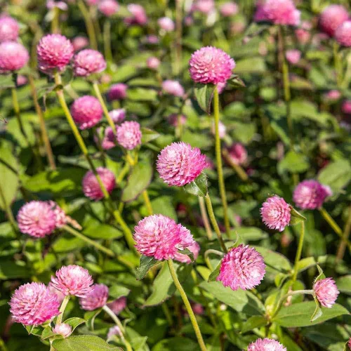 Vista 10 de Outsidepride - Semillas mixtas de Gomphrena - 1000 piezas anuales, tolerantes al calor y la sequía, semillas de amaranto globo amigables