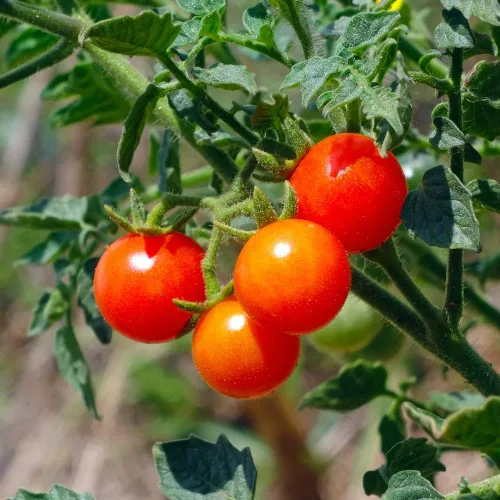Vista 4 de Planta de tomate cherry, planta inicial de tomate vivo de 4 pulgadas